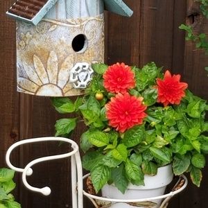 Meet your Posher, Carol